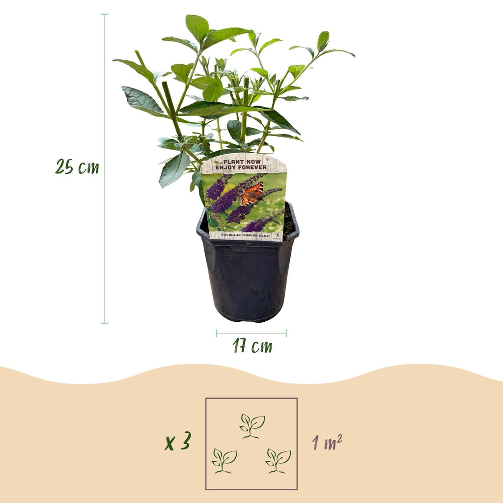 Schmetterlingsstrauch Buddleja davidii Empire Blue – Blau blühender, laubabwerfender Gartenstrauch – Schmetterlings – & bienenfreundlich – Plant