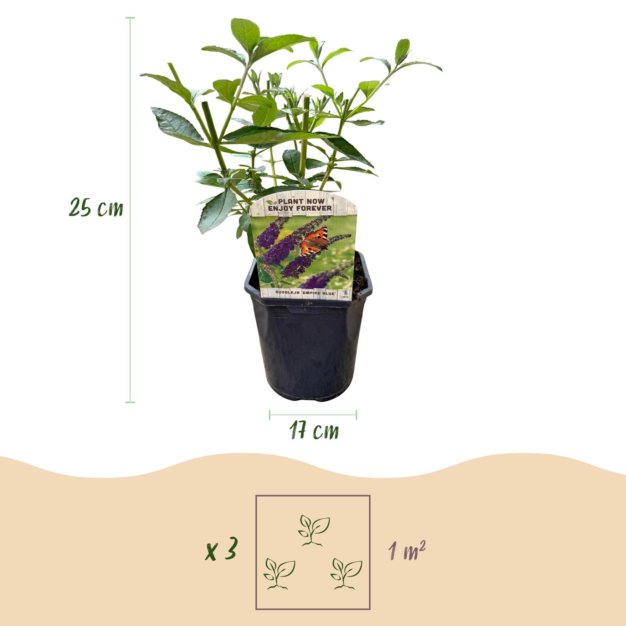 Schmetterlingsstrauch Buddleja davidii Empire Blue – Blau blühender, laubabwerfender Gartenstrauch – Schmetterlings – & bienenfreundlich – Plant