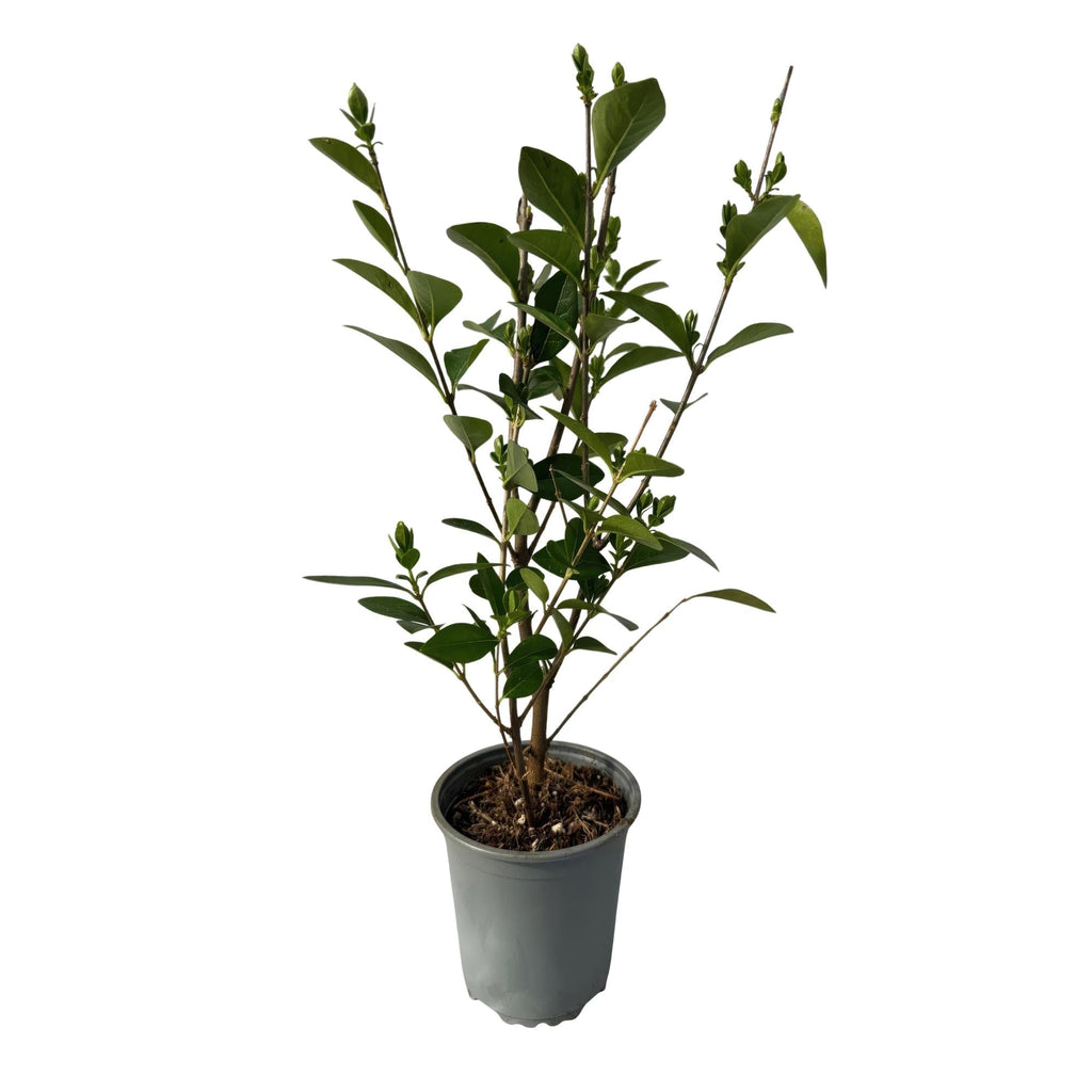 Ovalblättriger Liguster Ligustrum ovalifolium – Immergrüne Heckenpflanzen – 8 Pflanzen – 1m – 9cm Höhe 35-40cm – Grün – Pflegeleicht – Plant