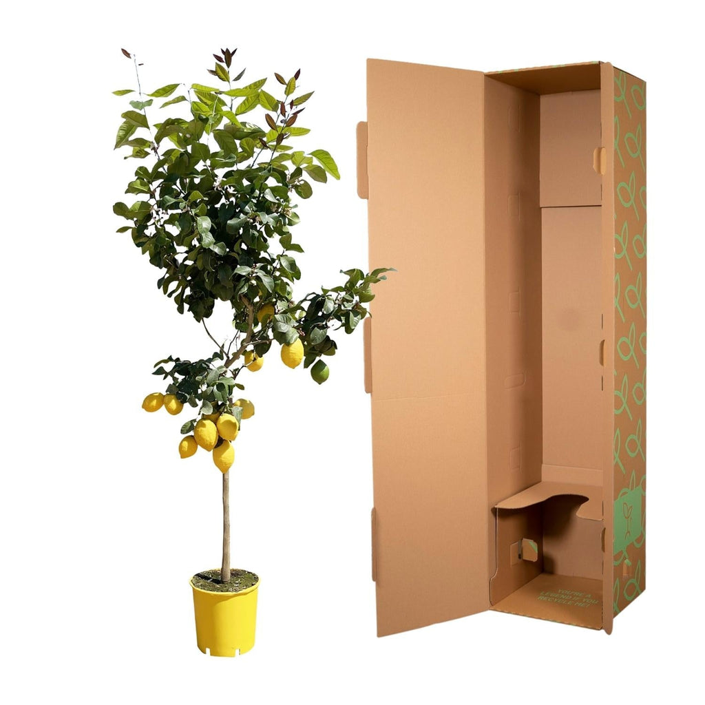 Zitronenbaum – Citrus limon – ca. 150cm hoch – Ø24cm – duftende Blüten & essbare Zitronen – immergrüne Zimmer – & Terrassenpflanze – Plant