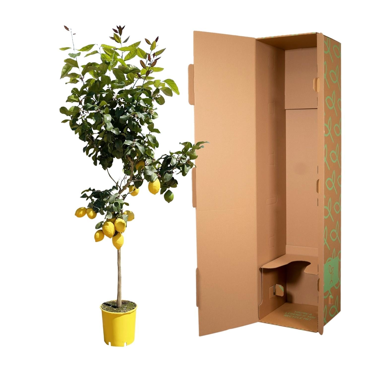 Zitronenbaum – Citrus limon – ca. 150cm hoch – Ø24cm – duftende Blüten & essbare Zitronen – immergrüne Zimmer – & Terrassenpflanze – Plant