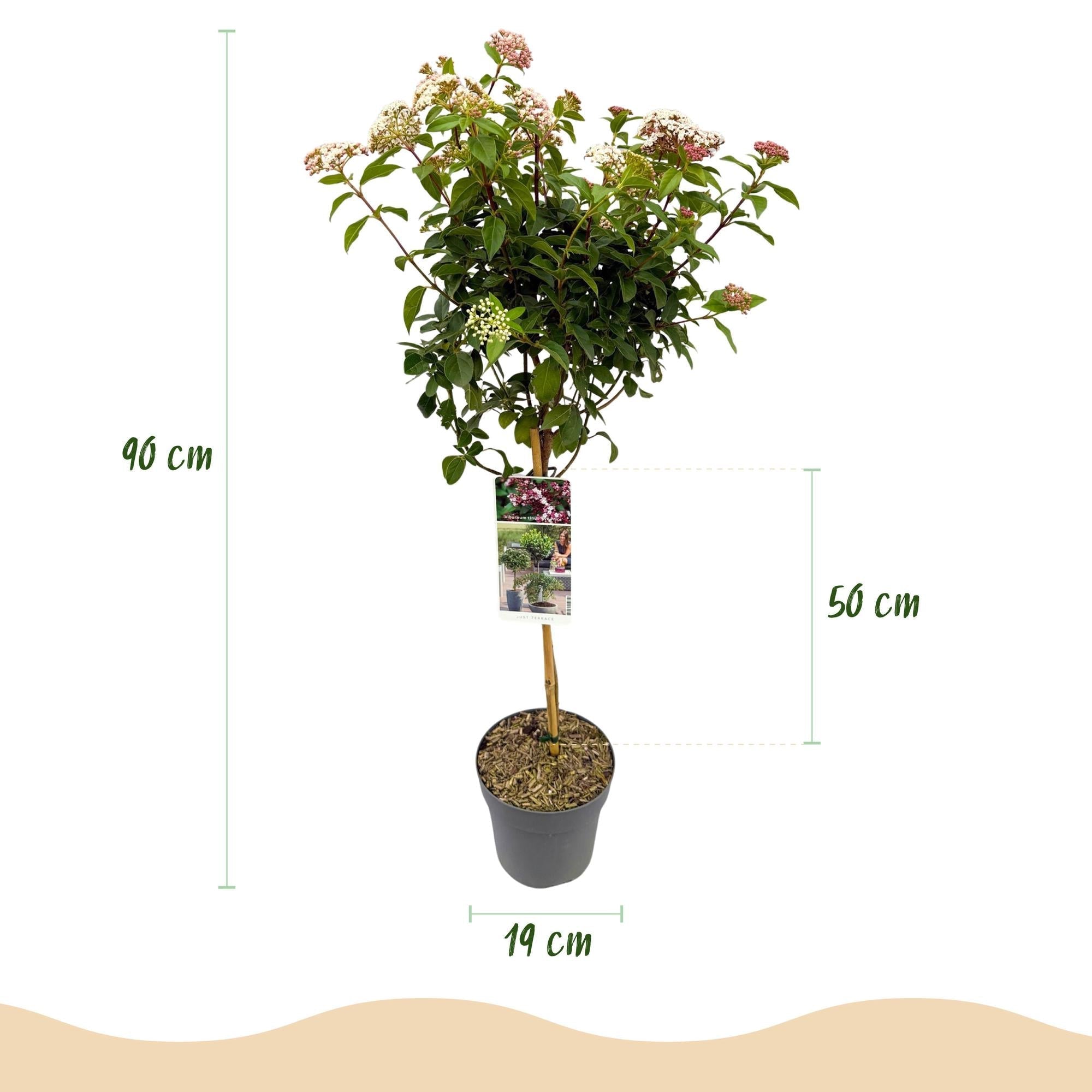 Viburnum tinus – Immergrüner Schneeball – Stamm – Pflanze – Ø19cm – Höhe ca. 90cm – Winterblüher – pflegeleicht – Für Terrasse, Balkon & Garten – Plant