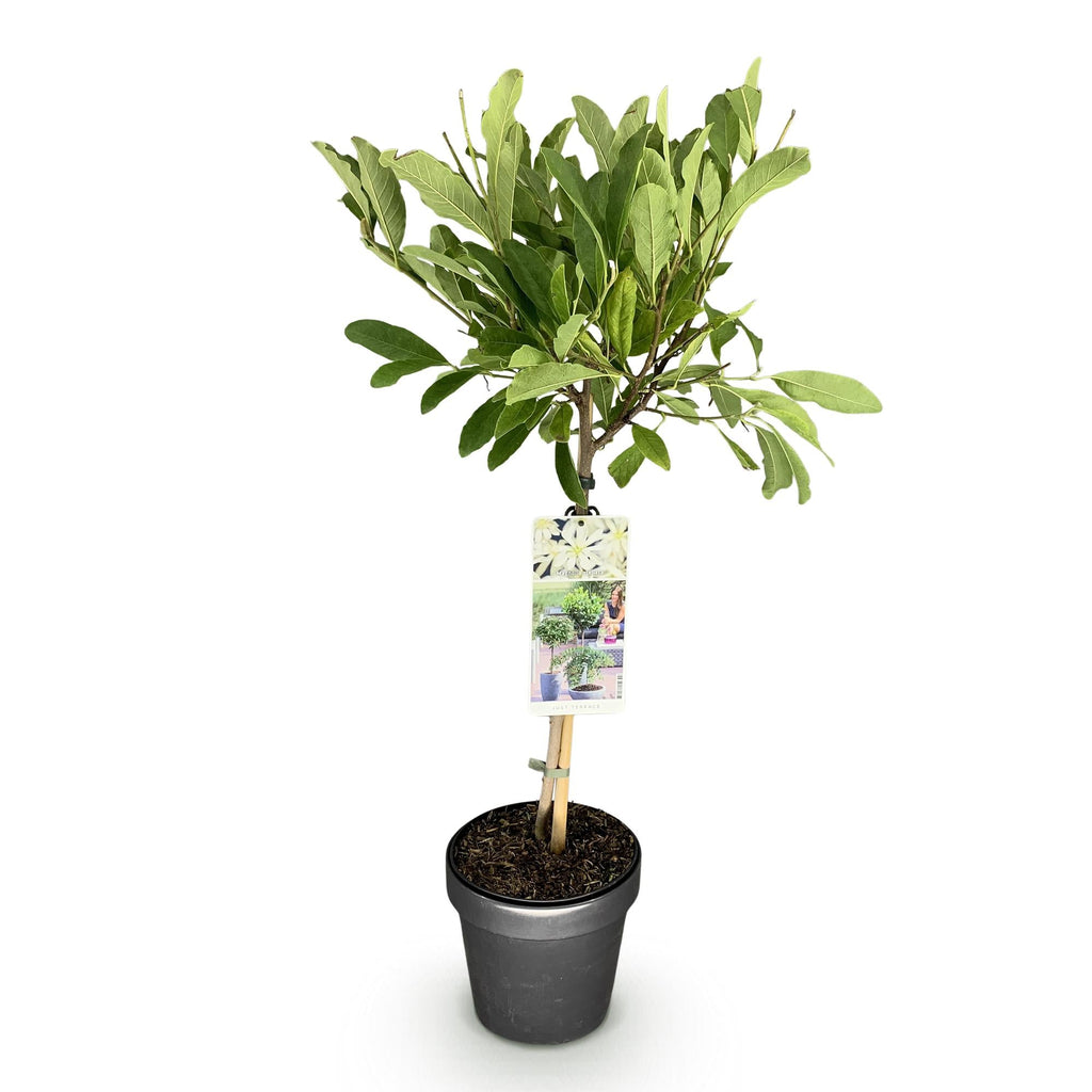Sternmagnolie Magnolia stellata – 19cm Höhe ca.90cm – Weiß blühend – Laubabwerfend & winterhart – Elegante Magnolie für Beet Balkon Terrasse – Plant