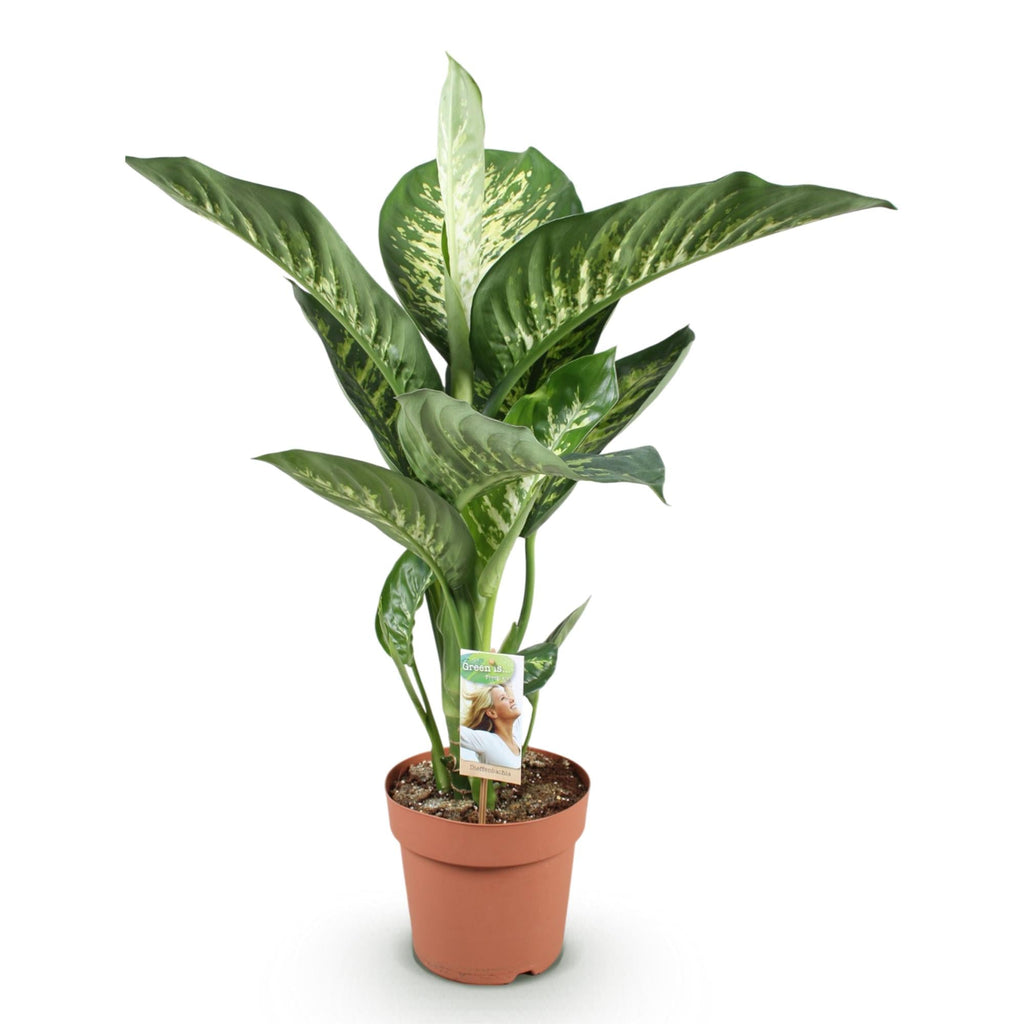 Dieffenbachia Tropic Snow – 21cm – Höhe 90-100cm – Pflegeleichte bunt gemusterte Zimmerpflanze für Wohnzimmer, Büro und stilvolle Innenräume – Plant