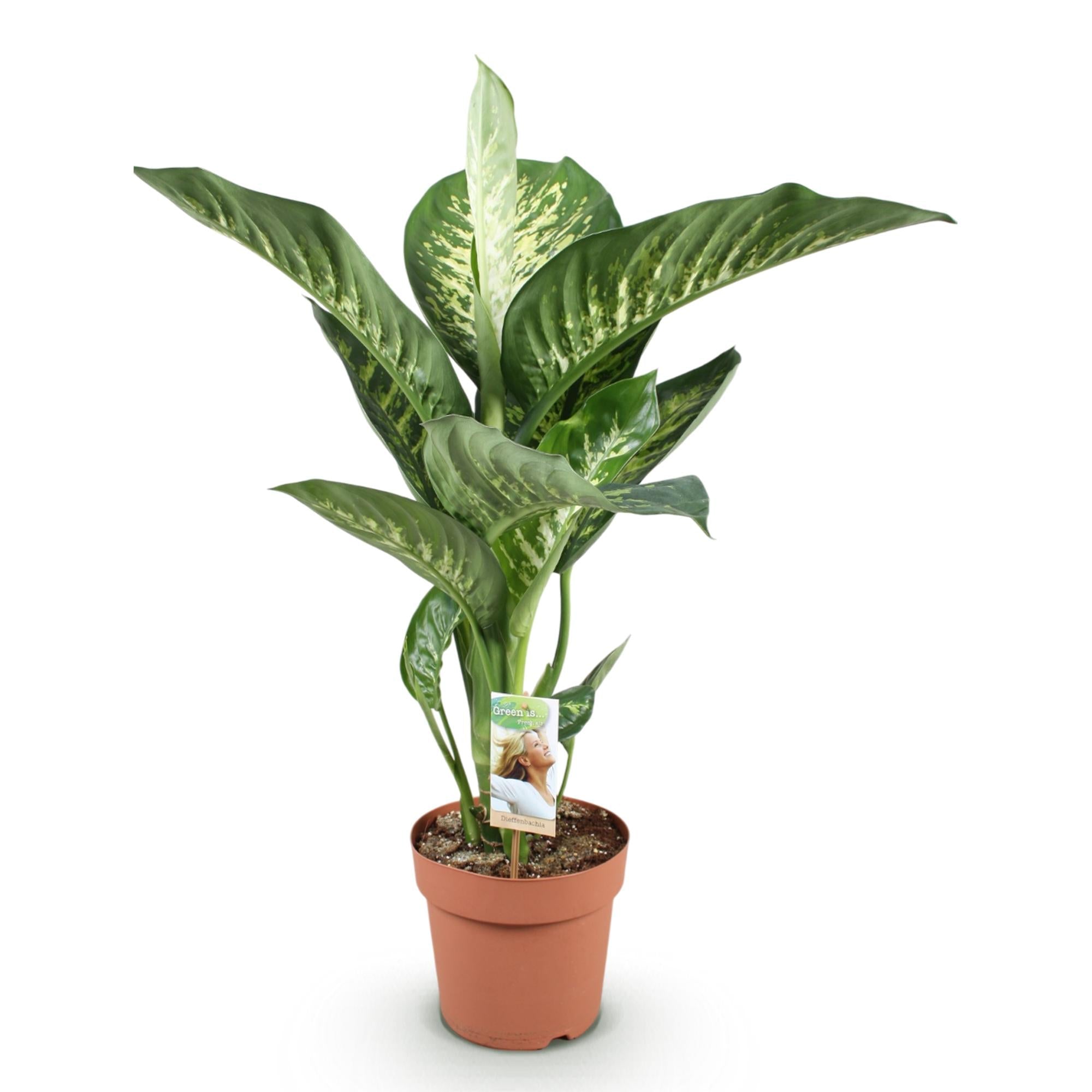 Dieffenbachia Tropic Snow – 21cm – Höhe 90-100cm – Pflegeleichte bunt gemusterte Zimmerpflanze für Wohnzimmer, Büro und stilvolle Innenräume – Plant