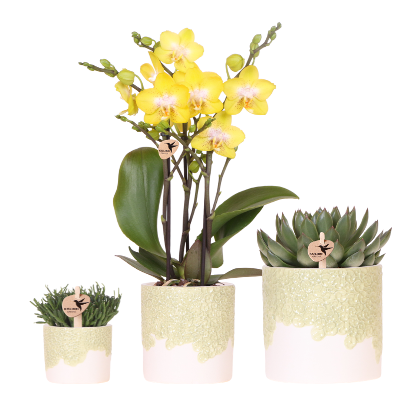 Pflanzenset 3 – teilig – gelbe Albenga Orchidee 9cm + 2 Grünpflanzen inkl. Übertöpfe – Bloom Green 6cm, 9cm, 12cm – Deko für Wohnzimmer & Büro