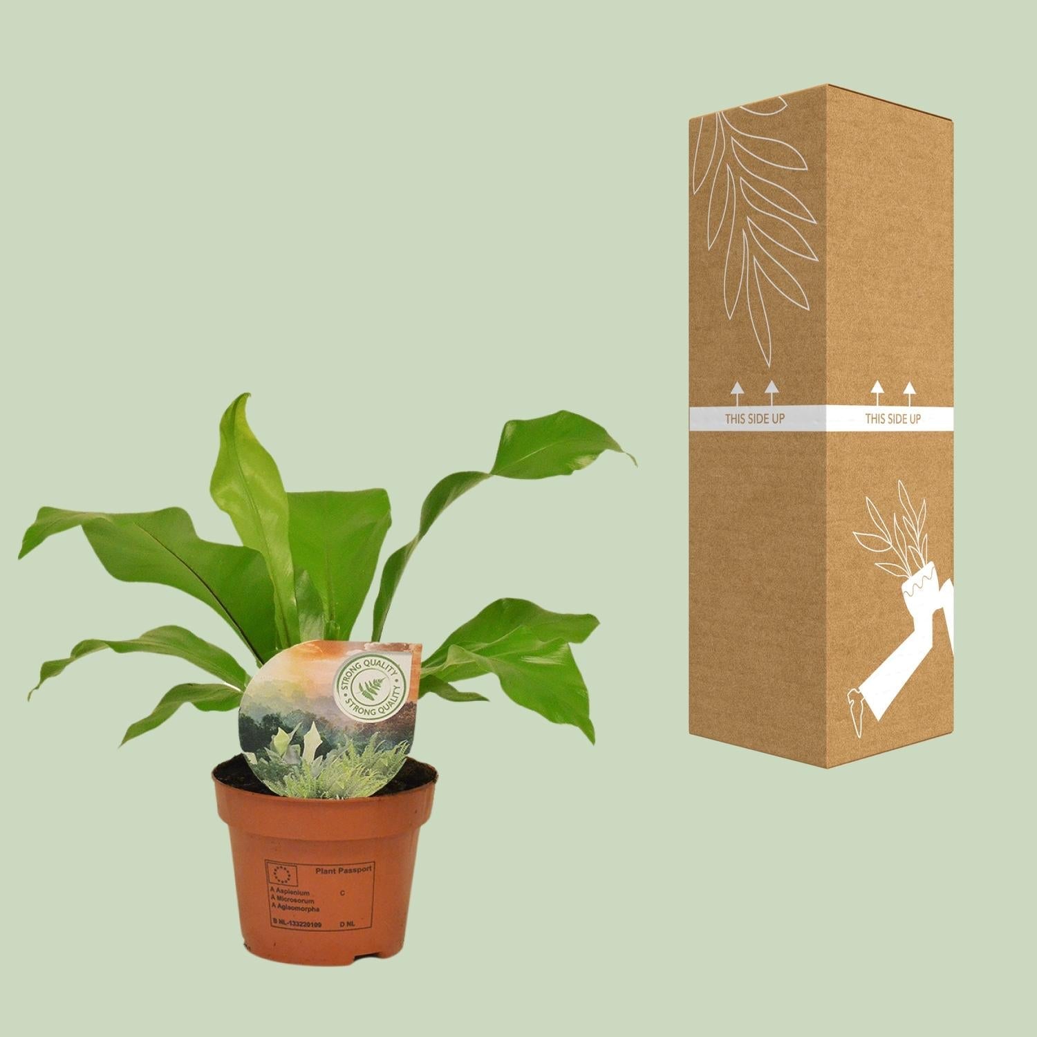 Rippenfarn – Asplenium Nidus – Zimmerpflanze – Ø12cm – ↕35cm – Pflegeleicht & Luftreinigend – Ideal für Halbschatten – Plant