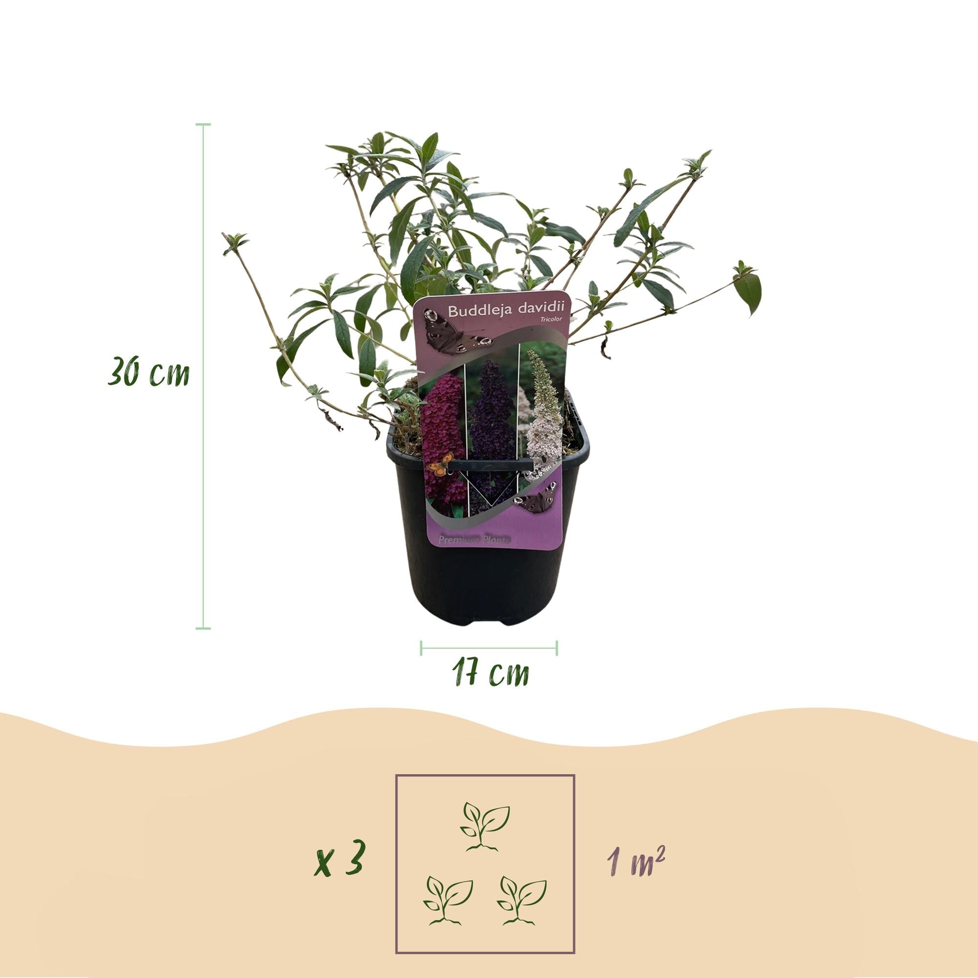 Schmetterlingsstrauch Buddleja davidii Tricolour – Blüten Rosa, Weiß & Lila – Bienen – & Schmetterlingsfreundlich – 17cm x H30cm – pflegeleicht – Plant