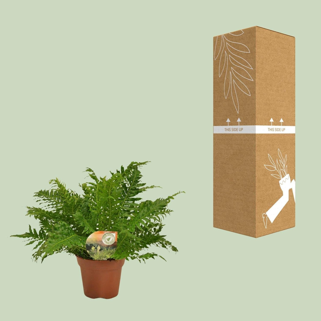 Zwerg – Baumfarn – Blechnum Silver Lady – Zimmerpflanze – Ø17cm – ↕50cm – Pflegeleicht – Silbergrüne Wedel – Luftreinigend – Plant