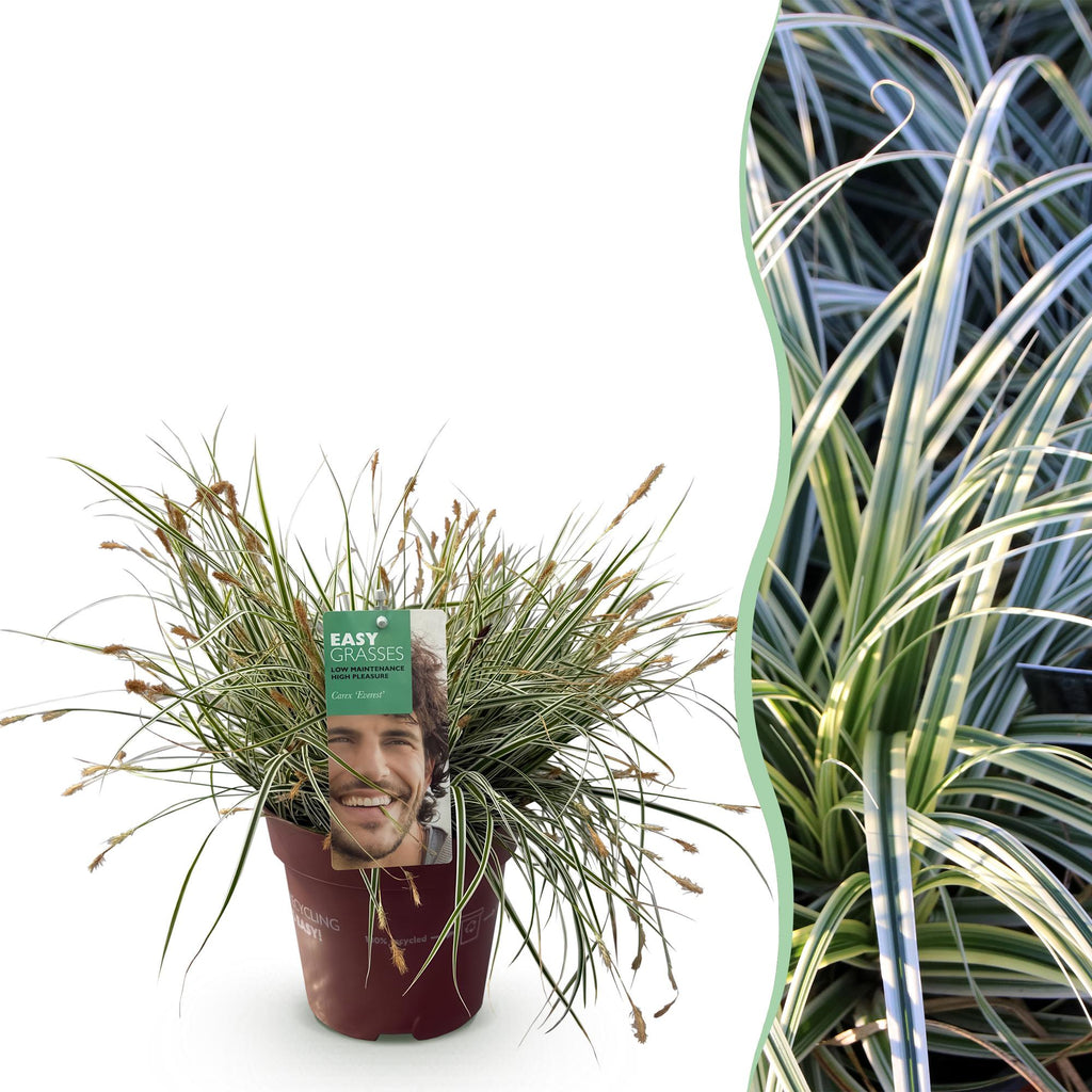 Ziergras Segge Carex oshimensis Everest – Weiß – Grün panaschiert – Immergrün & winterhart – Höhe ca. 50cm – 17cm – Pflegeleicht für Beet & Kübel – Plant