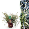 Ziergras Segge Carex oshimensis Everest – Weiß – Grün panaschiert – Immergrün & winterhart – Höhe ca. 50cm – 17cm – Pflegeleicht für Beet & Kübel – Plant