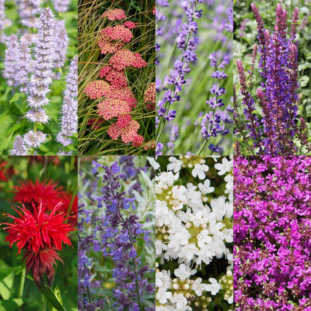 Staudenset – Duftende Blumen – 24 Stauden Ø11cm – Für ca. 3m² – Bienenfreundlich & pflegeleicht – Verschiedene Farben & Blütezeiten – Plant