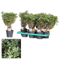 Polyscias Hawaiiana Ming Gold – Bonsai Zimmerpflanze ca. 40cm Höhe – Ø14cm – Elegante, fein verzweigte Blattschmuckpflanze für Zimmer & Büro – Plant
