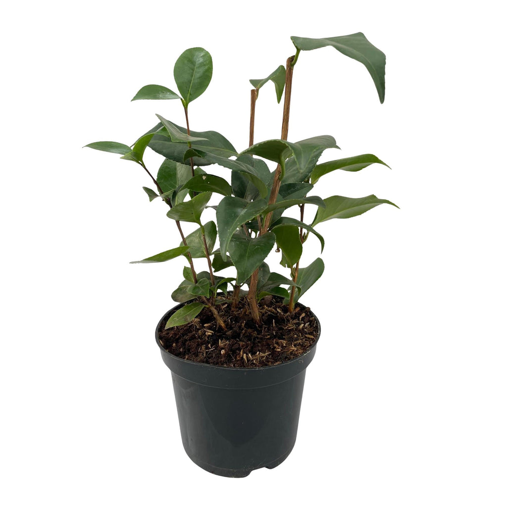 Kamelie Camellia japonica Tricolour – Strauch – Blüte Rosa, Weiß & Rot – Immergrün – 15cm Höhe 30cm – Für Garten & Terrasse – Plant