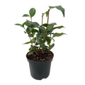 Kamelie Camellia japonica Tricolour – Strauch – Blüte Rosa, Weiß & Rot – Immergrün – 15cm Höhe 30cm – Für Garten & Terrasse – Plant