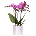 Violette Vienna Orchidee im Disco Übertopf Ø9cm – blühende Zimmerpflanze frisch vom Züchter
