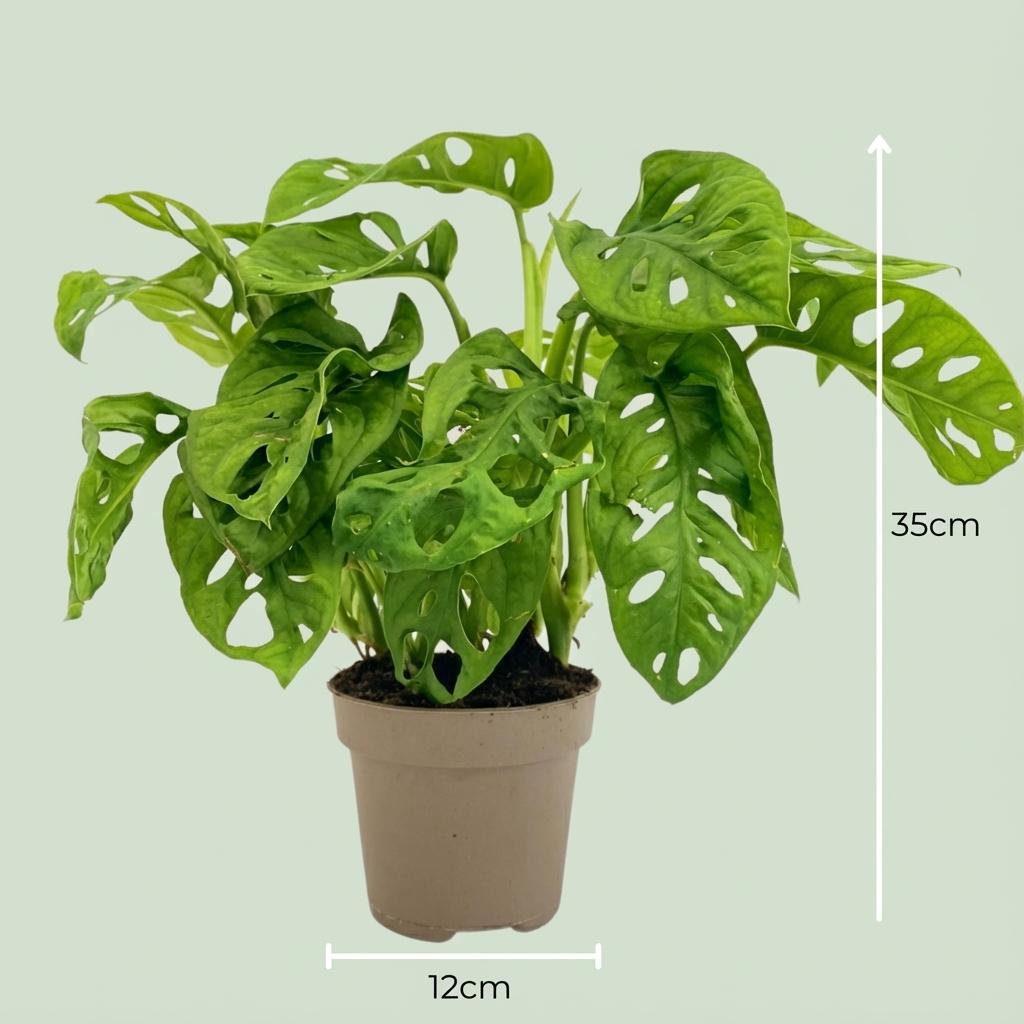 Monstera Adansonii Monkey Mask Ø12cm Höhe25-35cm – Tropische Zimmerpflanze mit gelochten Blättern – Pflegeleichte Kletter – Plant