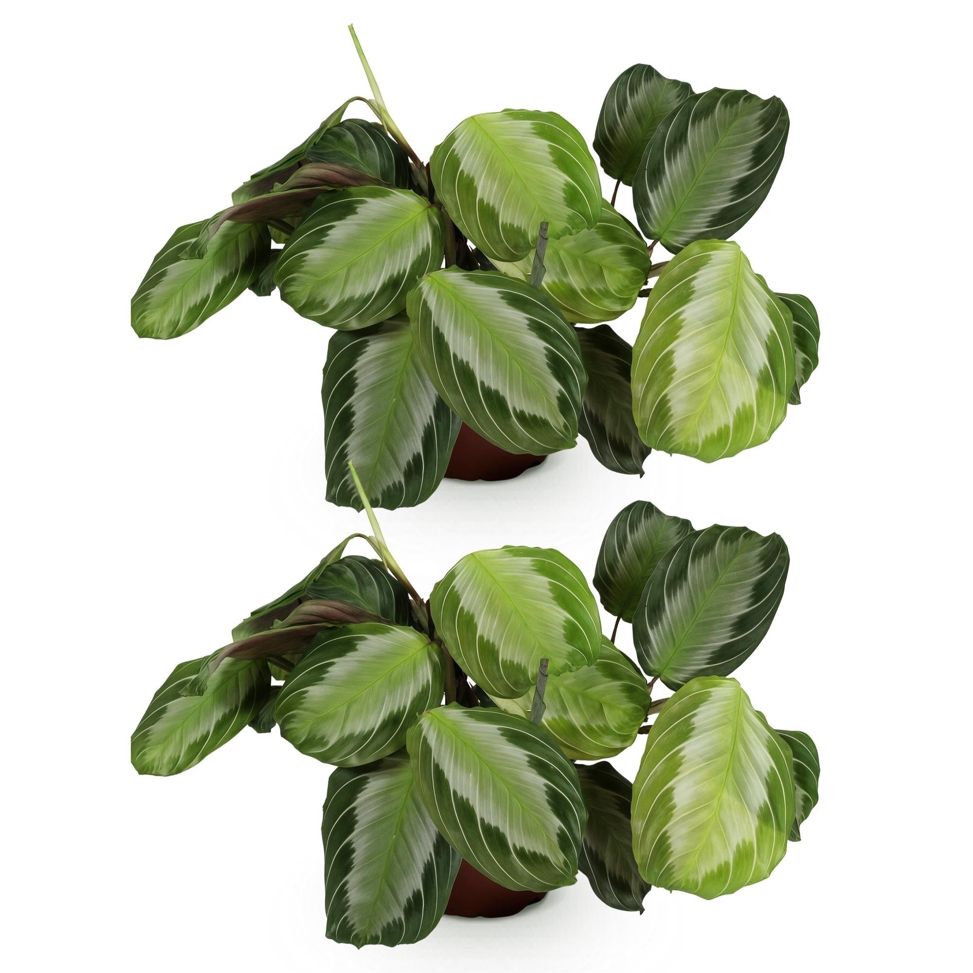 Maranta Fascinator Silverband – 2 Zimmerpflanzen – Ø12cm Höhe 30-35cm – Pfeilwurz Gebetskraut mit silberner Blattzeichnung