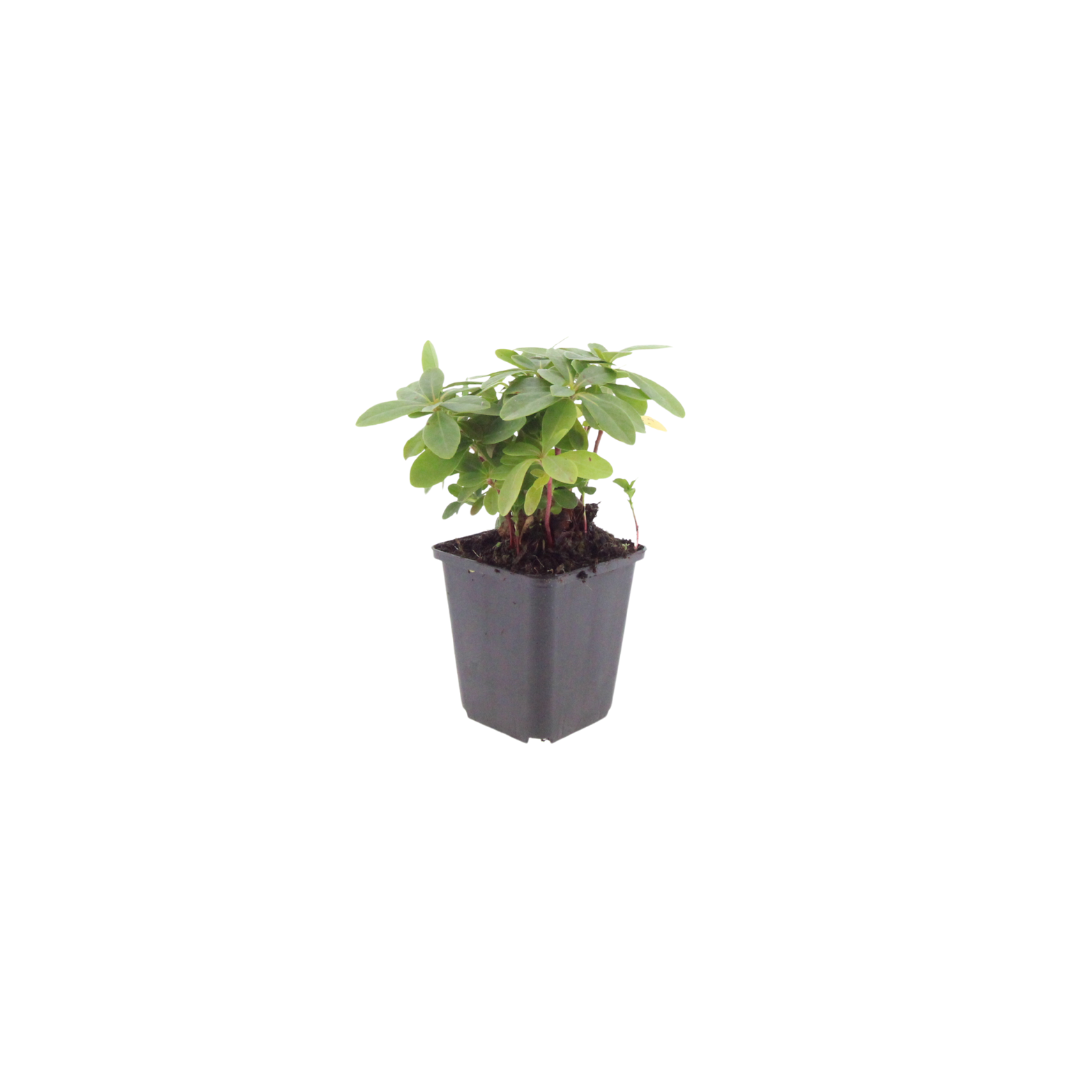 Euphorbia amygdaloides Robbiae – Ø9cm – Höhe10-25cm – Immergrüner Bodendecker für Schatten & Halbschatten – Gelbgrüne Blüten im Frühjahr