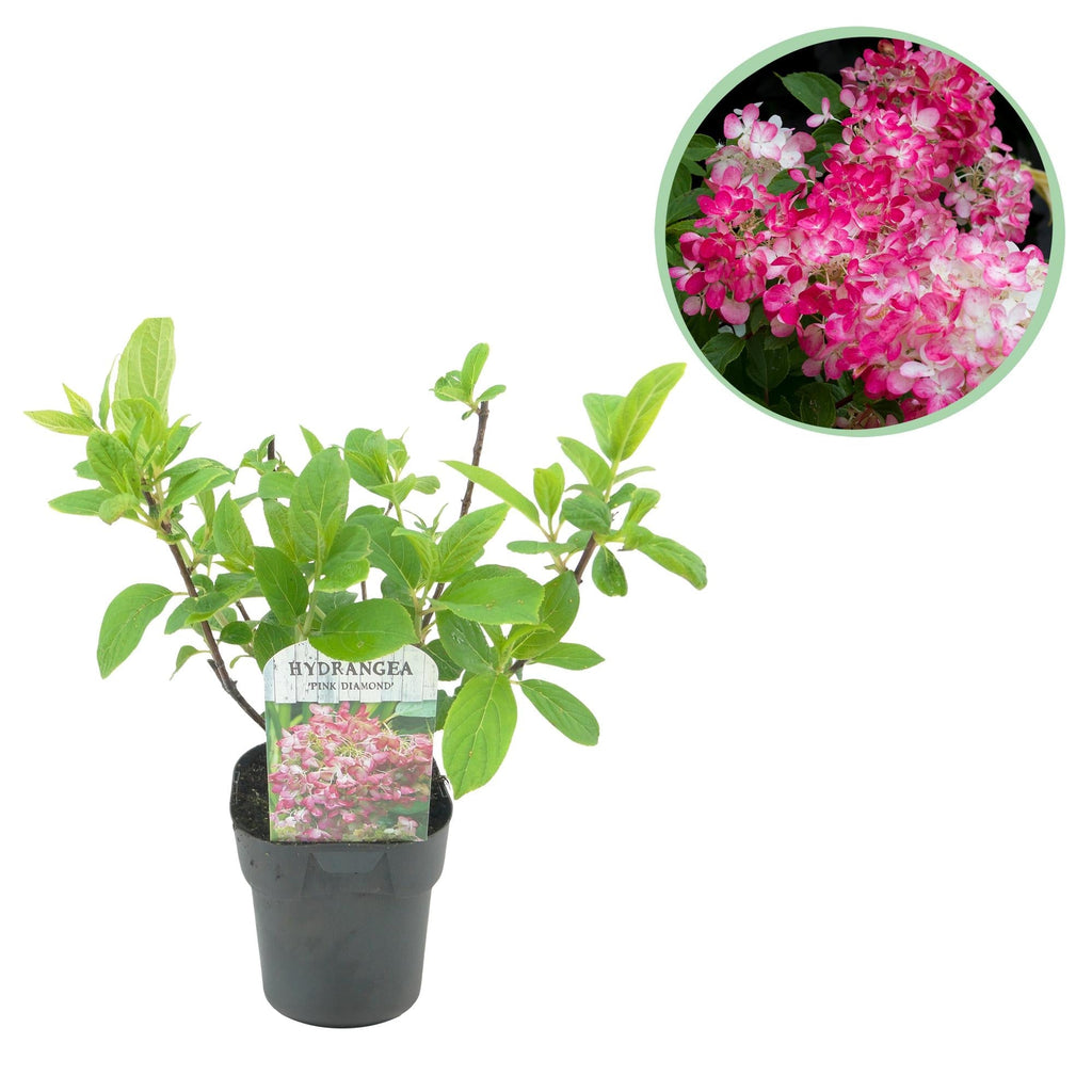 Rispenhortensie – Hydrangea panniculata Pink Diamond – Blüte Weiß – Rosa – Laubabwerfend – Große Blüten – 17cm – Höhe ca. 50cm – Plant
