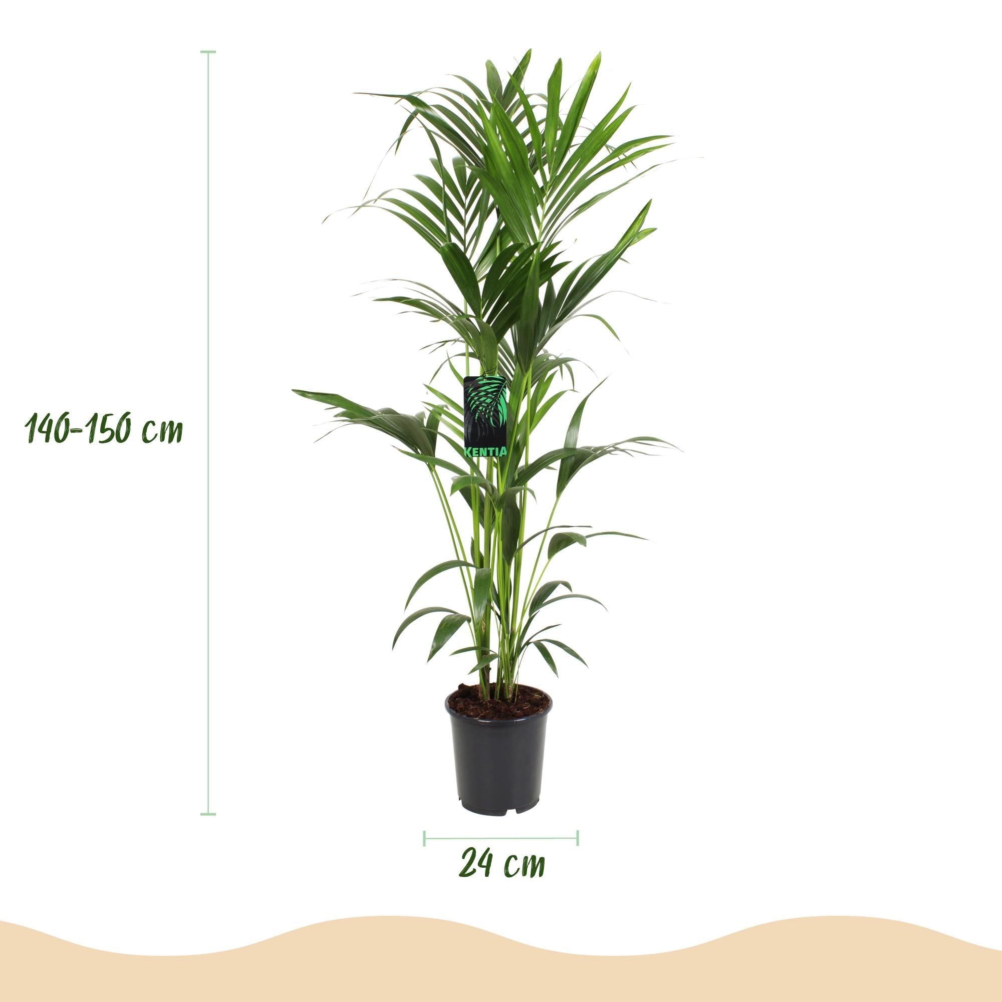 Howea Forsteriana – Kentia – Palme – 140-150cm – Ø24cm – Pflegeleichte Zimmerpalme mit gefiederten Blättern – Tropische Grünpflanze für Innenräume – Plant