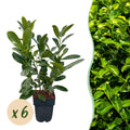 Kirschlorbeer Prunus laurocerasus Rotundifolia – Immergrün – Heckenpflanze – Blatt grün – 6 Pflanzen – 1 laufender Meter – 17cm Höhe 50cm – Plant