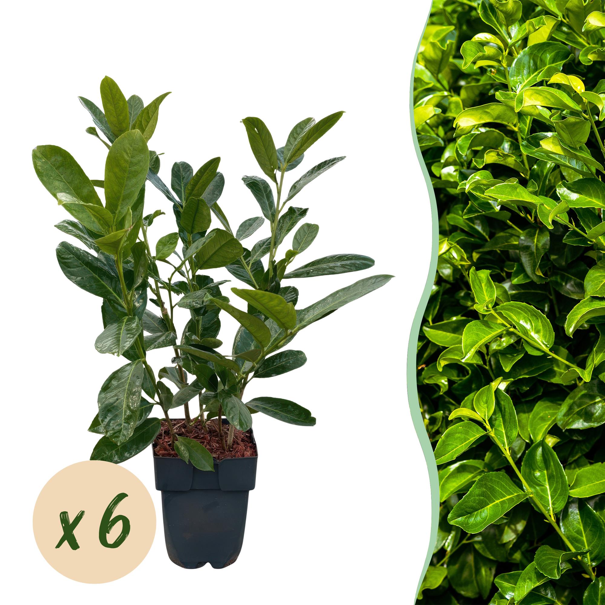 Kirschlorbeer Prunus laurocerasus Rotundifolia – Immergrün – Heckenpflanze – Blatt grün – 6 Pflanzen – 1 laufender Meter – 17cm Höhe 50cm – Plant