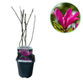 Purpur – Magnolie Magnolia Susan – Strauch – Blumen dunkelrosa – Wenig Pflege – 17cm Höhe 45cm – Frühjahrsblüher für Garten & Terrasse – Plant
