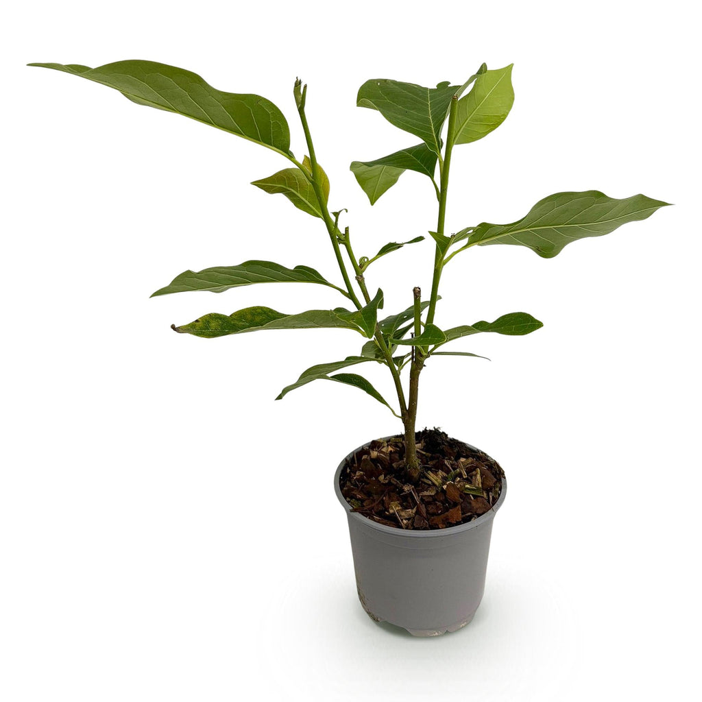 Magnolia Ricki – 12cm – Höhe ca. 30cm – Laubabwerfende Magnolie mit rosa Frühlingsblüten – Pflegeleicht für Beet, Balkon & Terrasse – Plant