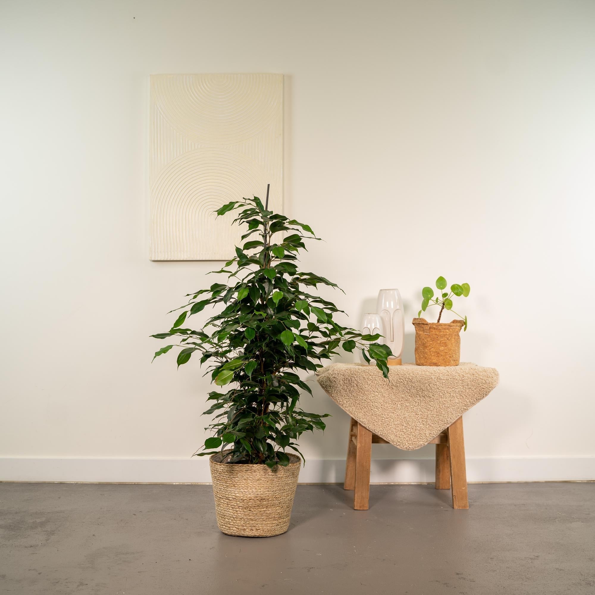 Ficus benjamina Danielle – Ø21cm – ↕95cm inkl. Korb Selin – Pflegeleichte luftreinigende Zimmerpflanze mit dichtem Grün – Elegante Trauerfeige im Natur-Flechtkorb – Für Wohnzimmer Büro Flur – Frisch aus der Gärtnerei – Plant