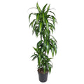 Dracaena Hawaiian Sunshine – 150cm – Große luftreinigende Zimmerpflanze – Elegante Grünpflanze für Wohnzimmer, Büro & Eingangsbereiche – Palme – Plant