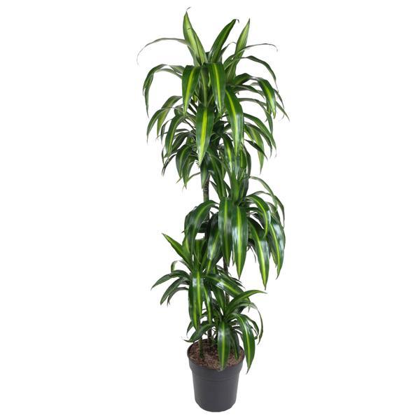 Dracaena Hawaiian Sunshine – 150cm – Große luftreinigende Zimmerpflanze – Elegante Grünpflanze für Wohnzimmer, Büro & Eingangsbereiche – Palme – Plant