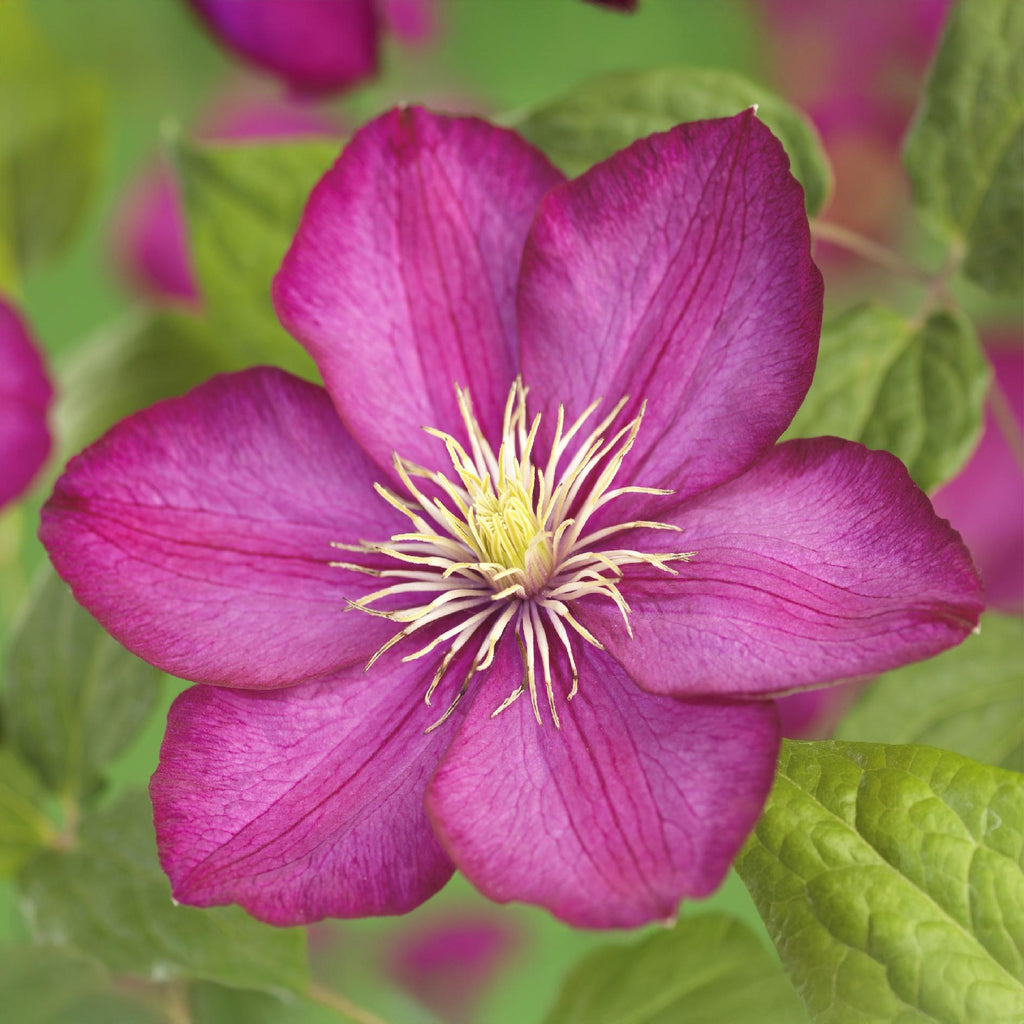 Kletterpflanze Clematis Ville de Lyon – Rosa Blüten – 2 Pflanzen – 11cm x H40cm – Winterhart & Pflegeleicht – Ideal für Garten, Balkon & Pergolen – Plant