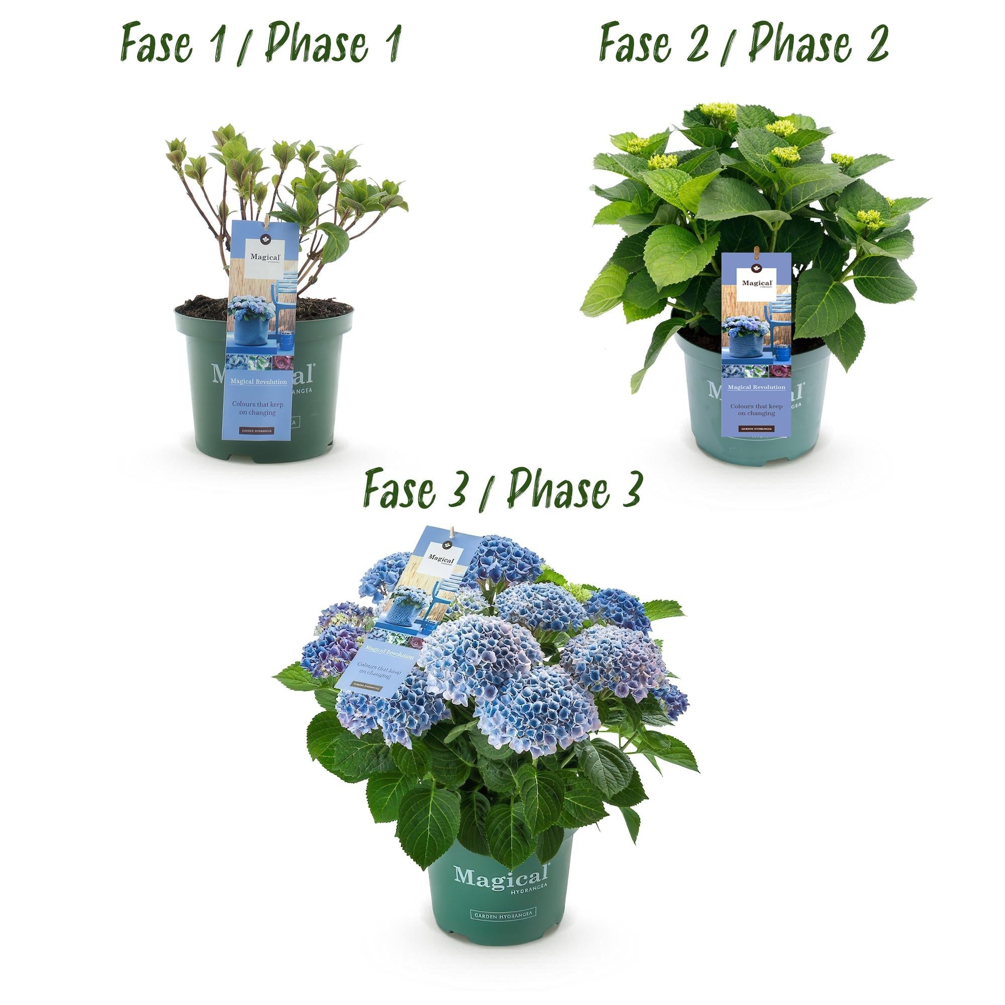 Hortensie Magical Revolution Blue – Blau – 2 Pflanzen – Hydrangea macrophylla – 23cm – Ca. 55cm hoch – 6-10 Blüten – Für Beet, Balkon & Terrasse – Plant