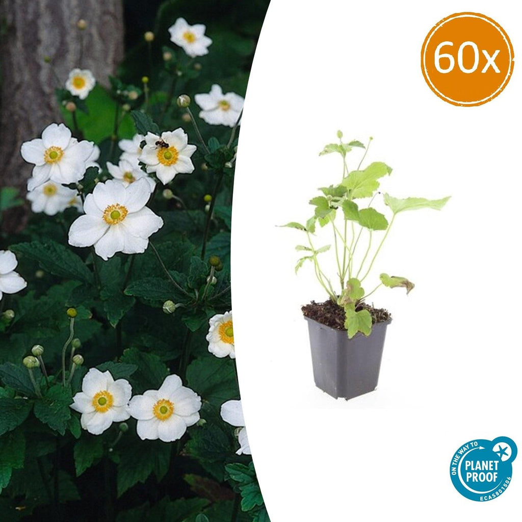 Japan – Herbst – Anemone hyb. 'Honorine Jobert' – ↕10-25cm – Ø9cm – Herbstblüher – Pflegeleicht – Sonne & Halbschatten – Plant