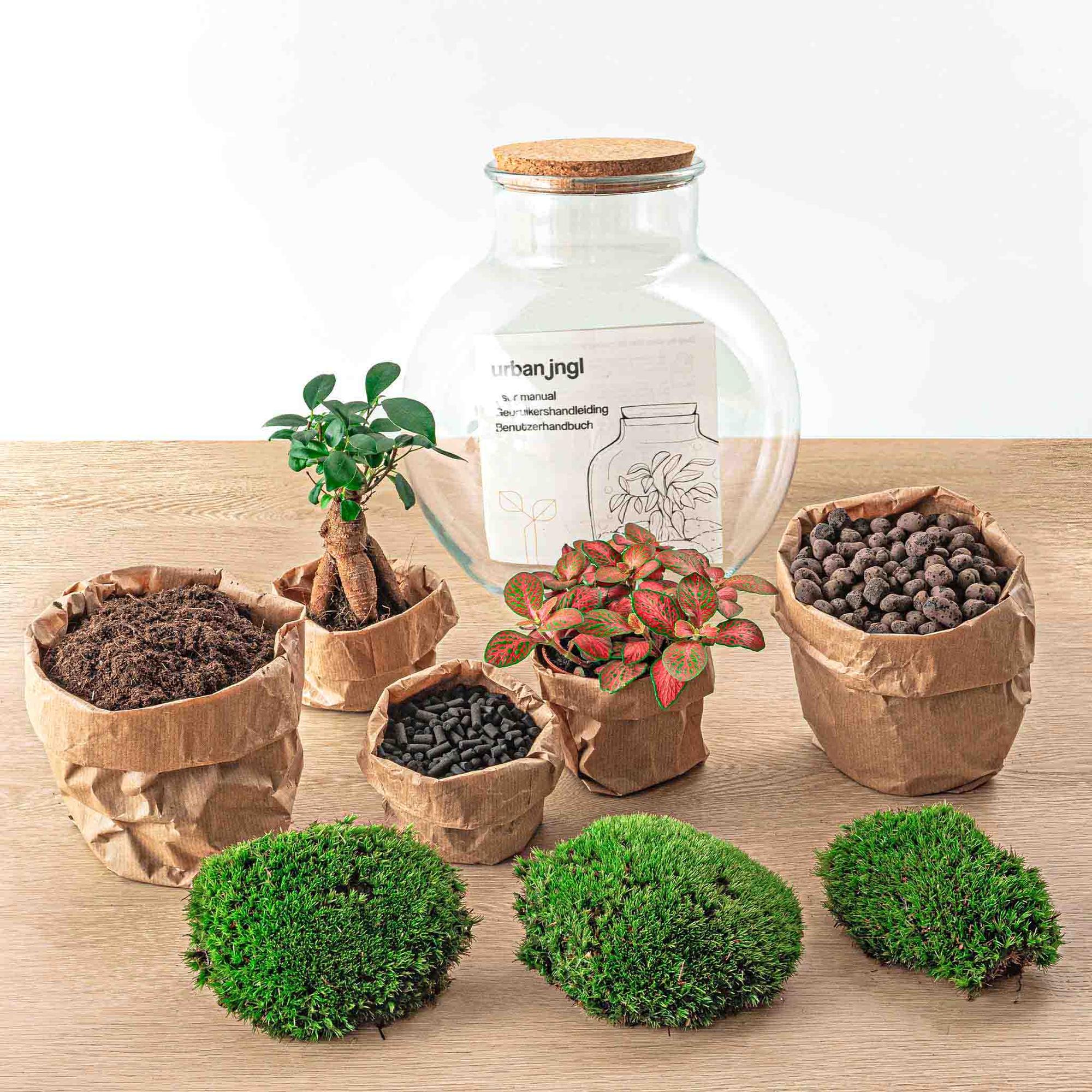 Flaschengarten DIY Bausatz Teddy Bonsai – Terrarium Ø25cm x H26,5cm – Do – It – Yourself Pflanzterrarium – Autarkes Mini – Ökosystem – Plant