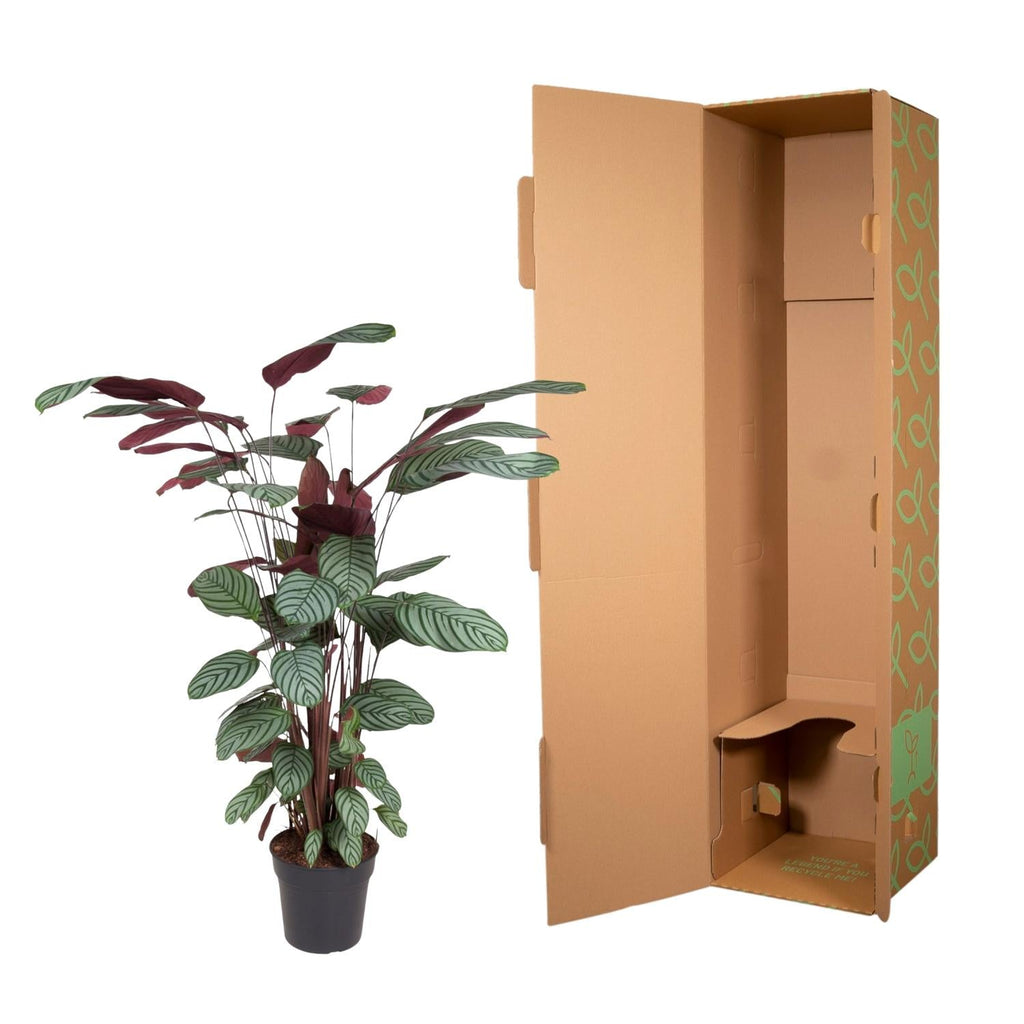 Korbmarante Calathea Oppenheimiana – Zimmerpflanze – Ø27cm ↕130cm – Exotisches Blattmuster & violette Unterseite – Pflegeleicht & luftreinigend – Plant