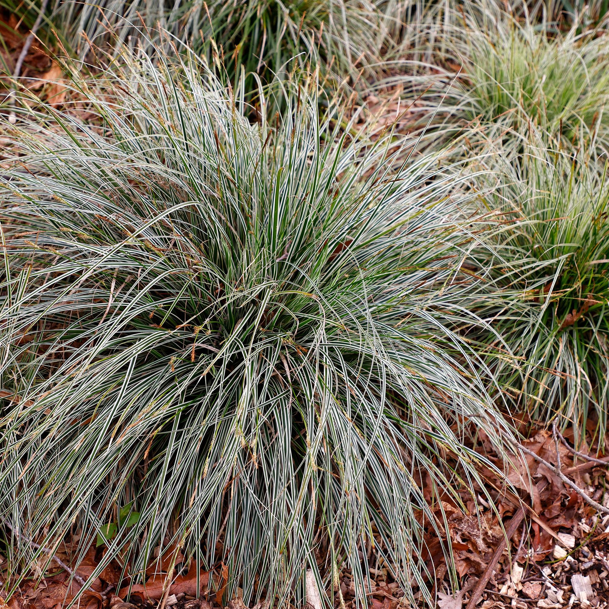 Ziergras Segge Carex oshimensis Everest – Weiß – Grün panaschiert – Immergrün & winterhart – Höhe ca. 50cm – 17cm – Pflegeleicht für Beet & Kübel – Plant