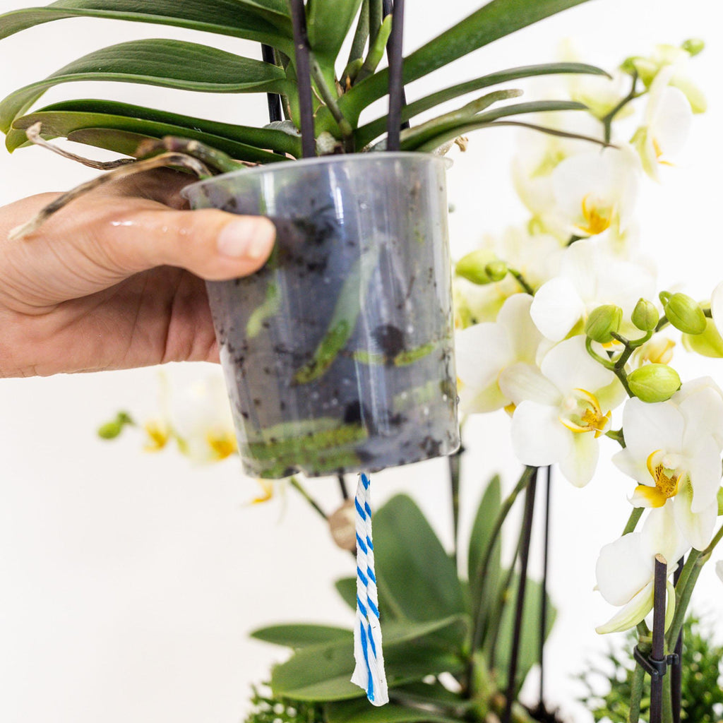 Weißes Pflanzenset im Baumwollkorb – 3 Orchideen Lausanne & 3 Grünpflanzen – Ø9cm – Mit autarkem Wassertank – Dekoratives Pflanzenarrangement – Plant