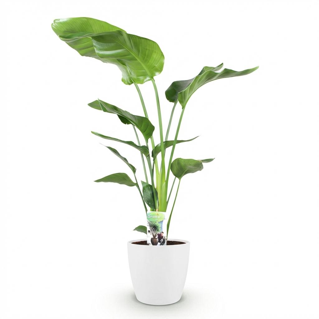 Strelitzia Nicolai Pflanze Mit Weißem Topf Ø21cm Höhe ca.110-120cm Paradiesvogelblume Großpflanze Pflegeleicht Grünpflanze Für Zimmer Büro &
