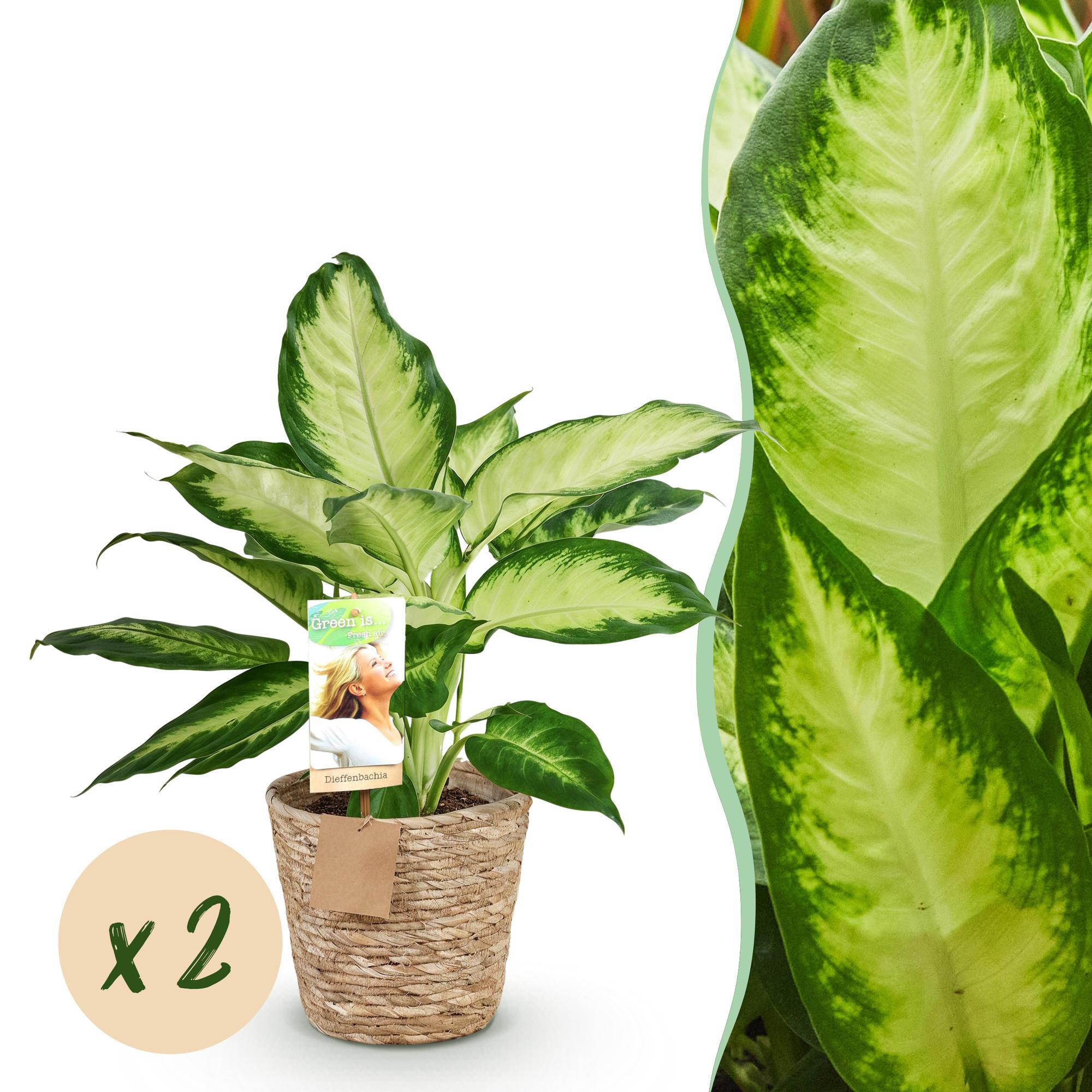 Dieffenbachia Camilla – 2 Pflanzen – 45-50cm – 17cm – Pflegeleichte Zimmerpflanzen mit creme – grün gemusterten Blättern