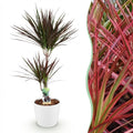 Dracaena Magenta Drachenblutbaum Pflanze mit weißem Topf Ø21cm Höhe 90-100cm Pflegeleicht große Grünpflanze mit roten Akzenten für Zimmer & Büro