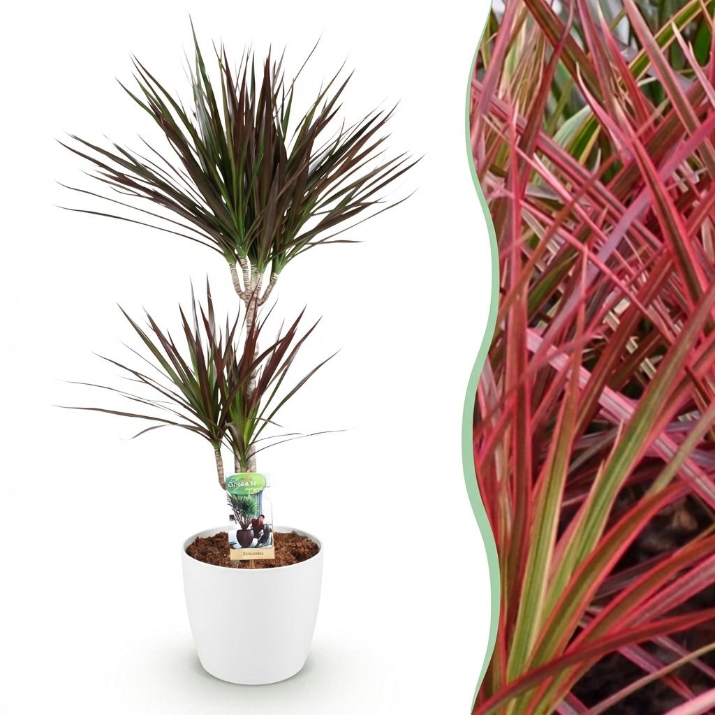 Dracaena Magenta Drachenblutbaum Pflanze mit weißem Topf Ø21cm Höhe 90-100cm Pflegeleicht große Grünpflanze mit roten Akzenten für Zimmer & Büro