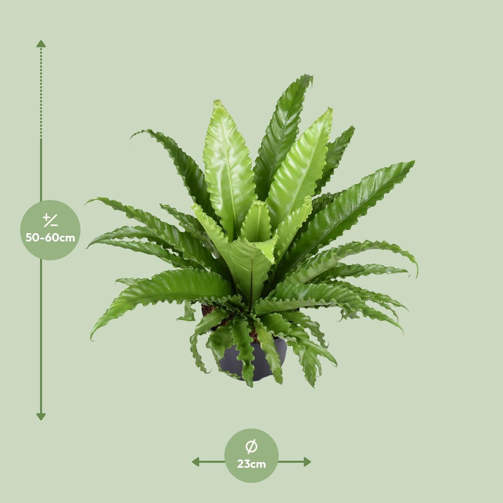 Nestfarn – Asplenium Antiquum Osaka – Zimmerpflanze – Ø23cm – ↕60cm – Üppige grüne Wedel – Pflegeleicht – Plant