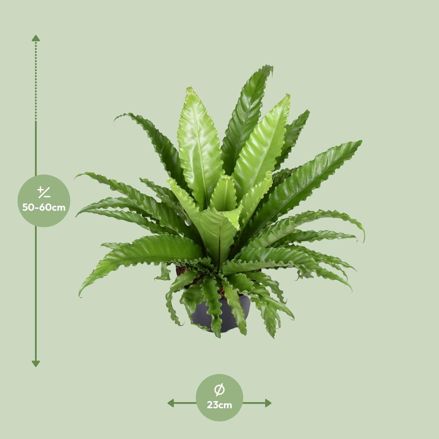 Nestfarn – Asplenium Antiquum Osaka – Zimmerpflanze – Ø23cm – ↕60cm – Üppige grüne Wedel – Pflegeleicht – Plant