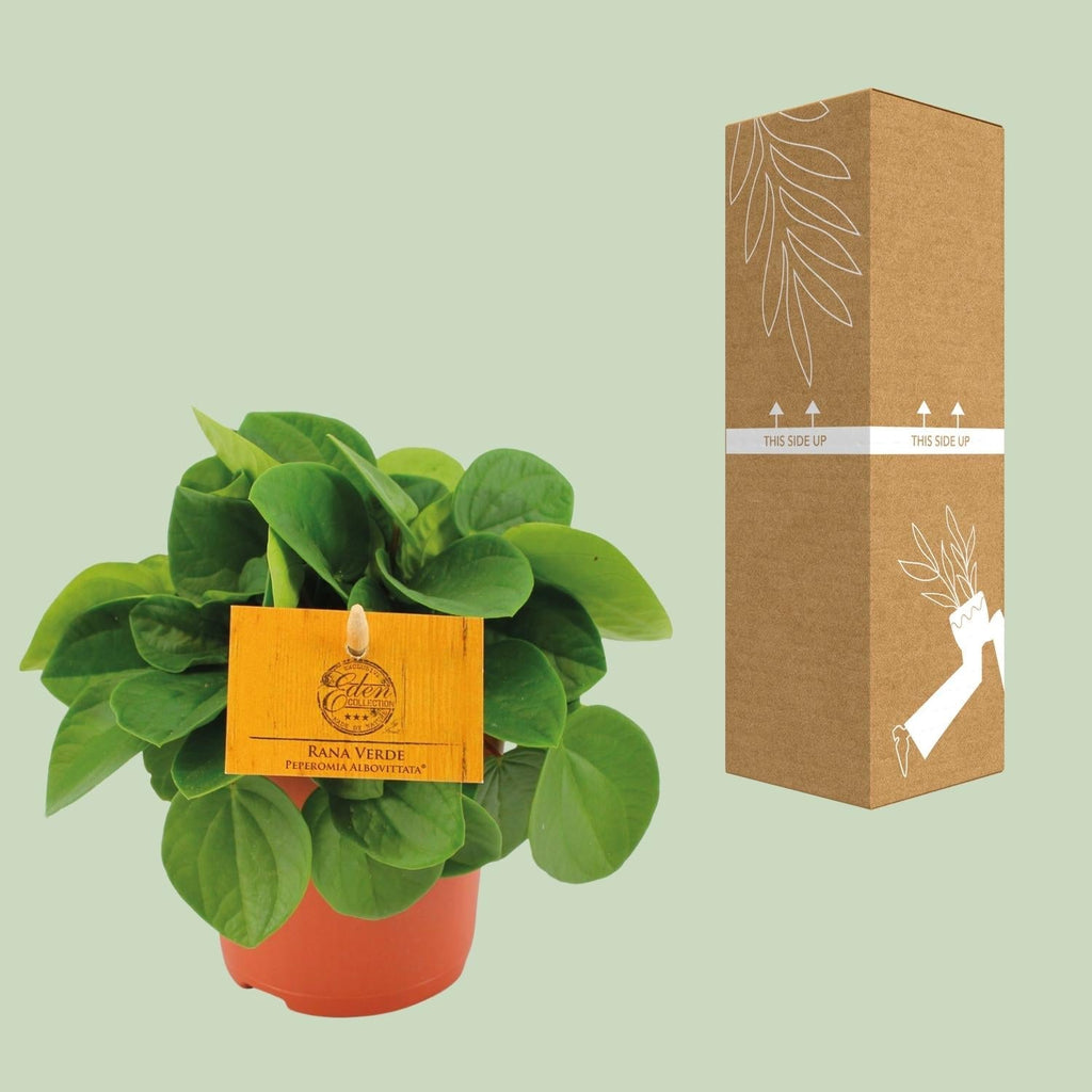 Zwergpfeffer – Peperomia Rana Verde – Zimmerpflanze – Ø11cm – ↕15cm – Pflegeleicht – Halbschatten – Glänzendes Blattwerk – Plant
