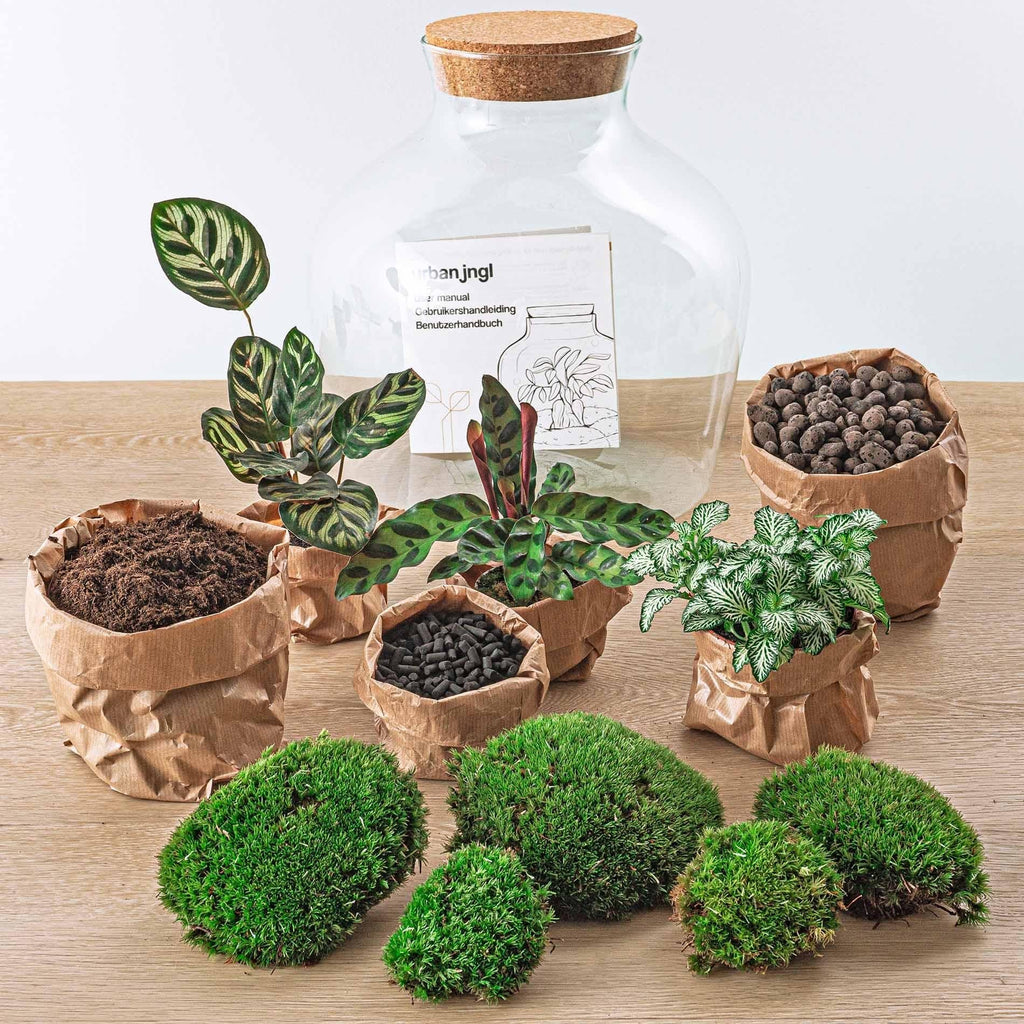 Flaschengarten DIY Bausatz Fat Joe – Terrarium Set mit Pflanzen, Moos & Zubehör – Ø29cm ↕30cm – Selbstversorgendes Pflanzterrarium mit 5 – Schritte – Plant