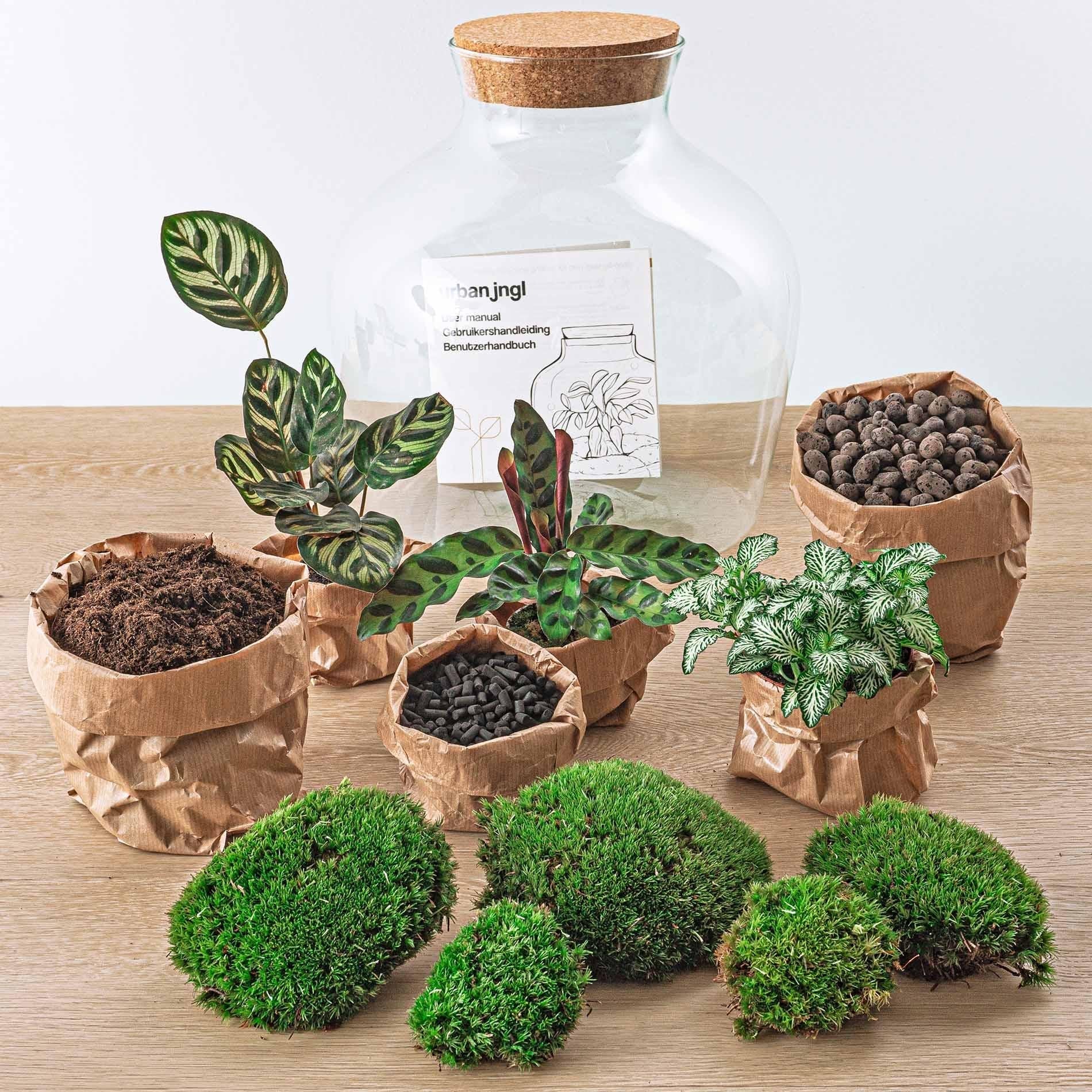 Flaschengarten DIY Bausatz Fat Joe – Terrarium Set mit Pflanzen, Moos & Zubehör – Ø29cm ↕30cm – Selbstversorgendes Pflanzterrarium mit 5 – Schritte – Plant