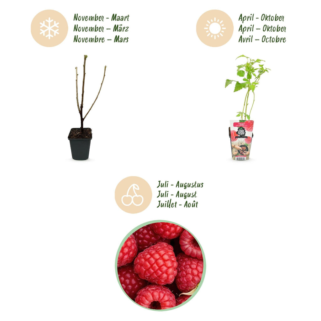 Himbeere Rubus idaeus Ottawa winterhart Ø9cm Höhe 30cm – Rote Himbeere für Garten Beet Balkon & Terrasse – Süß & ertragreich