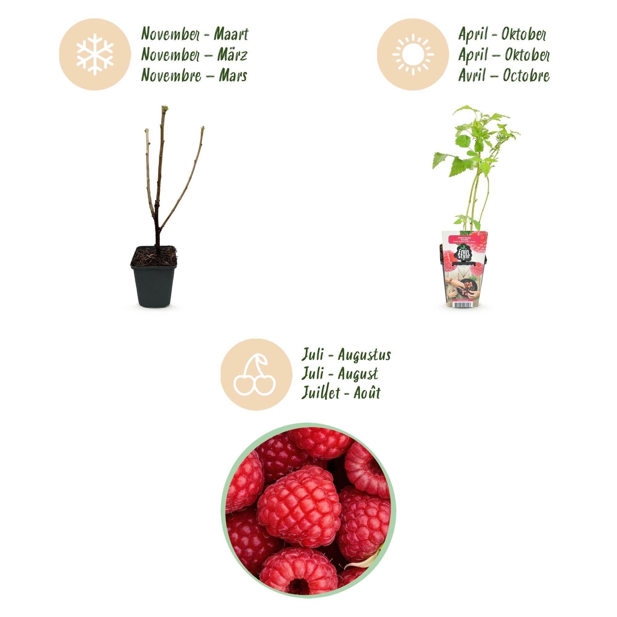 Himbeere Rubus idaeus Ottawa winterhart Ø9cm Höhe 30cm – Rote Himbeere für Garten Beet Balkon & Terrasse – Süß & ertragreich